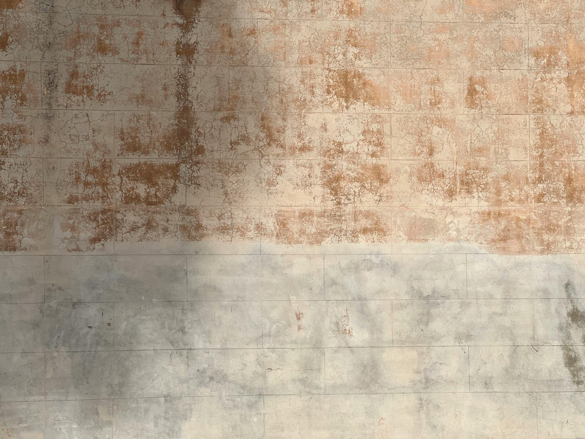 Painted white brick wall, a structured backdrop representing a structured approach to pet-friendly rentals
